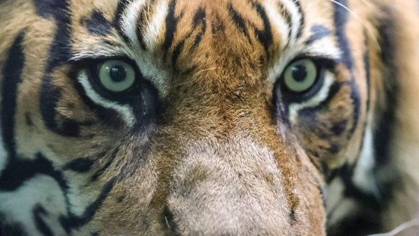 Dierenverzorger uit Netflix-hit Tiger King dood gevonden