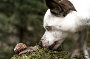 Thumbnail voor 'Snackt' jouw hond graag slakken? Daar moet je in deze gebieden mee oppassen