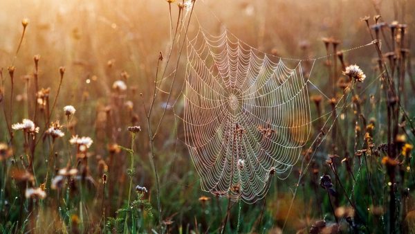 Afbeelding van spinnen in de tuin