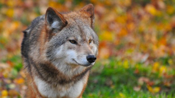 DierenPark Amersfoort verhuist twee agressieve wolven
