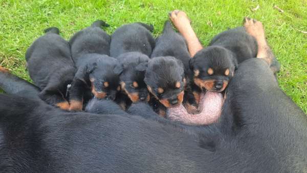 Rottweiler pups