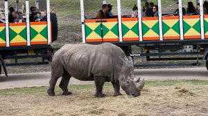 Thumbnail voor Neushoorn Elena verdrinkt in Emmen na kennismaking nieuw mannetje