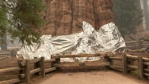 Thumbnail voor Grootste boom ter wereld ingepakt met aluminiumfolie vanwege bosbranden