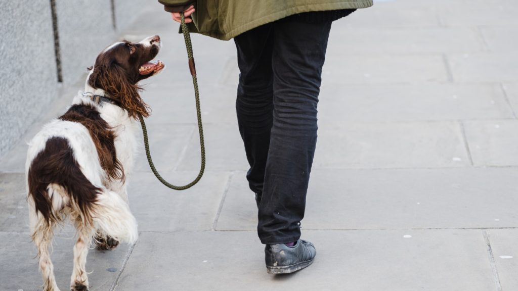 Politie waarschuwt baasjes voor hondendiefstal: 'Wees extra alert'