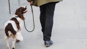 Thumbnail voor Politie waarschuwt baasjes voor hondendiefstal: 'Wees extra alert'
