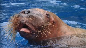 Thumbnail voor Voor het eerst sinds 1998 (!) een walrus in Nederland gespot