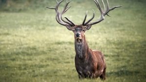 Thumbnail voor Iconisch edelhert Hubertus wordt voorgeschoteld in restaurant nationaal park