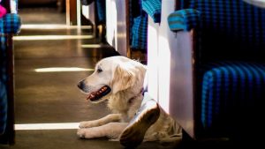Thumbnail voor Achtergelaten hond aangetroffen in toilet van trein: 'Onduidelijk hoe lang hij er al zat'