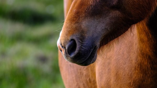In Brabant zijn zeven paarden door de bliksem getroffen: 'In één klap overleden'