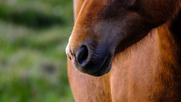 In Brabant zijn zeven paarden door de bliksem getroffen: 'In één klap overleden'