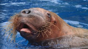 Thumbnail voor Vrouwelijke walrus vertrekt weer uit Harlingen na rustpauze