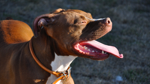 Op Schiphol ontsnapte hond Pandora na week weer teruggevonden