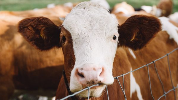 Koeien die niet zomaar loeien_ taalkundige Leonie vertelt dat er meer achter zit