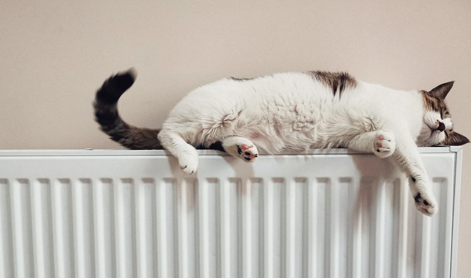 Kat op verwarming
