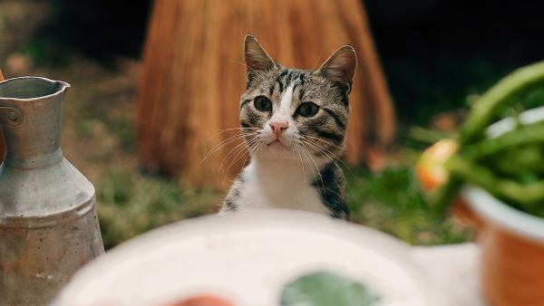 Kopjes en koffie: ook Utrecht krijgt een heus kattencafé