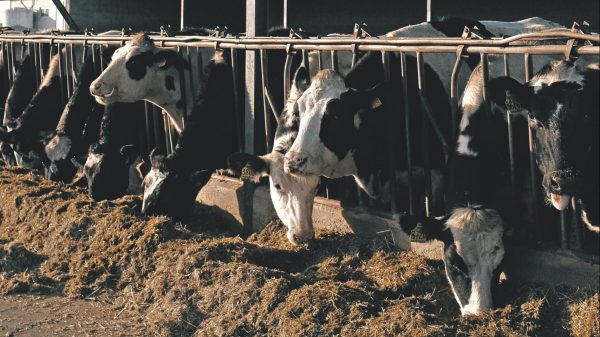 Verwaarloosde koeien weggehaald bij boer
