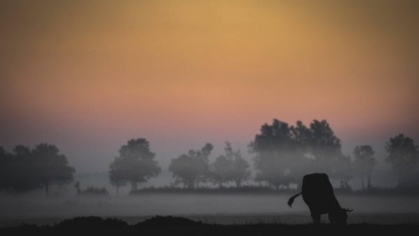 Dichte mist op komst, KNMI geeft code geel af voor heel Nederland