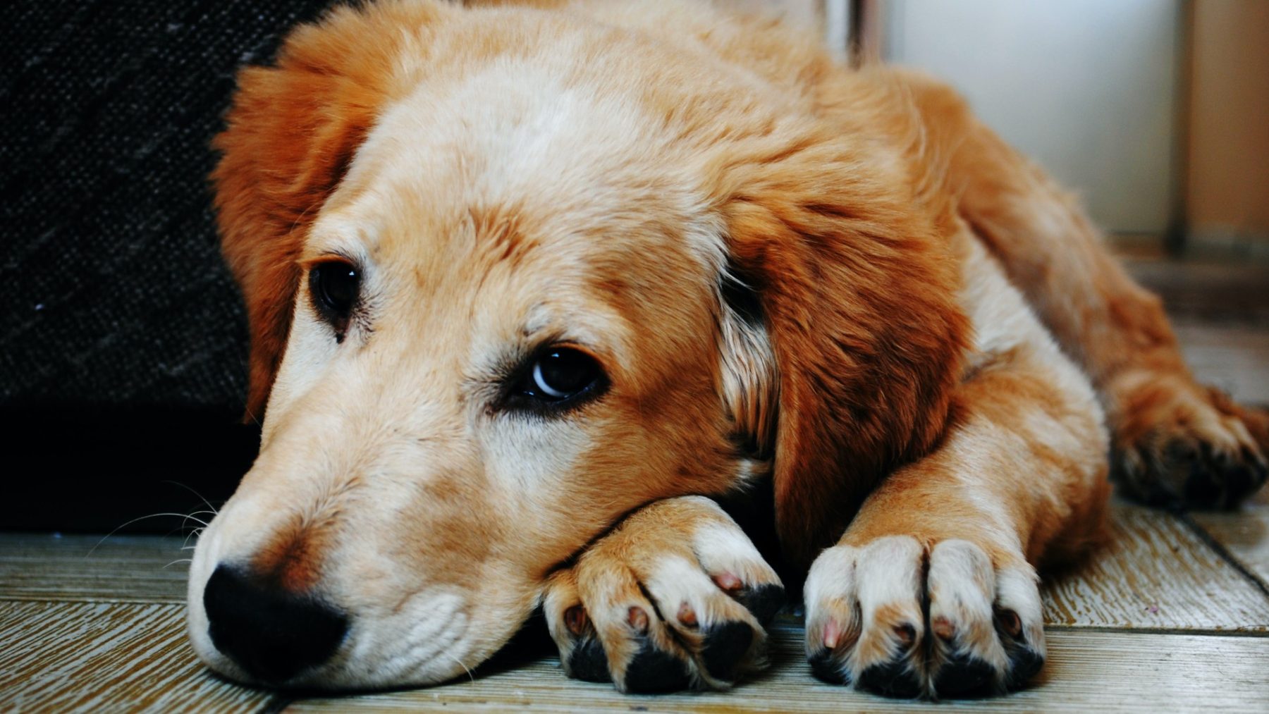 Negen zwaar verwaarloosde honden gered van een bedrijventerrein in Dronten