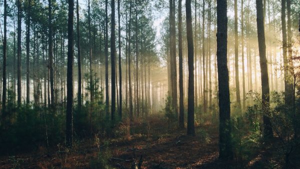 Honderden hulpverleners zoeken naar vermist meisje (8) in Tsjechisch bos