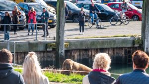 Thumbnail voor Terschelling loopt uit om glimp op te vangen van walrus uit noordpoolgebied