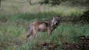 Thumbnail voor Doodgevonden wolf bij Stroe blijkt doodgeschoten