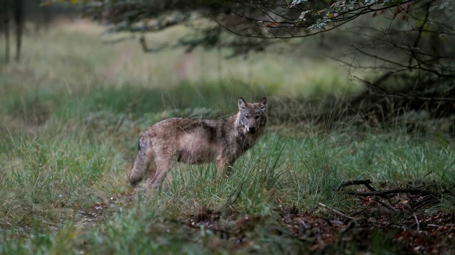 Faunabescherming looft geld uit voor tip over doodgeschoten wolf