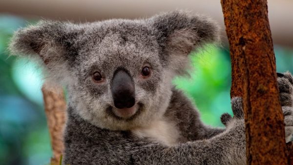 400 Australische koala's krijgen inenting tegen geslachtsziekte
