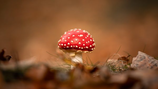 Van volop zon tot onstuimig onweer: deze herfstvakantie passeren alle seizoenen