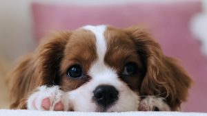 Thumbnail voor Lallen met je labradoodle: tijdens DOGtoberfest kun je borrelen met je hond