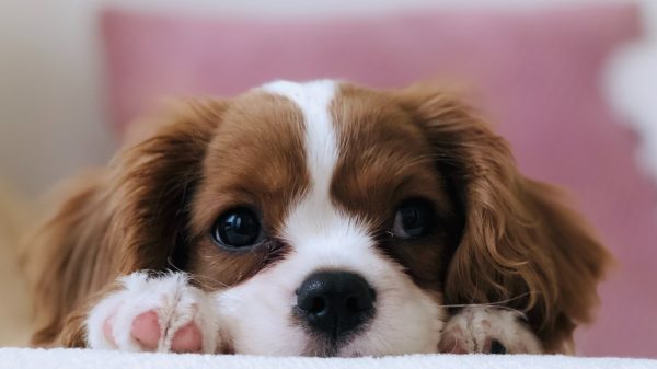 Lallen met je labradoodle: tijdens DOGtoberfest kun je borrelen met je hond