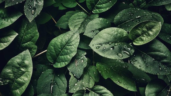 Stinkende plant in Hortus botanicus Leiden op punt om tot bloei te komen