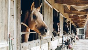 Thumbnail voor Er staat een paard in de gang - maar dan echt - wanneer je in dit hotel slaapt