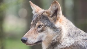Thumbnail voor Faunabescherming verhoogt beloning over doden wolf, 16.000 voor gouden tip