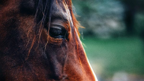 Verwaarloosde paarden