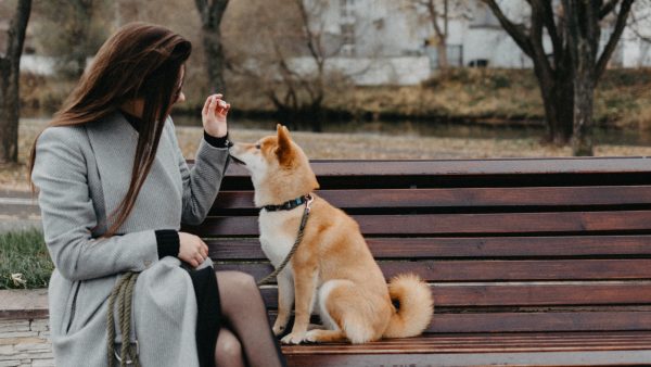 Terug naar kantoor leidt tot opvangtekort honden: 'Gestopt met wachtlijst'