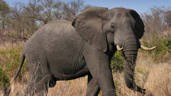 Olifant doodt stroper in Zuid-Afrikaanse Kruger National Park