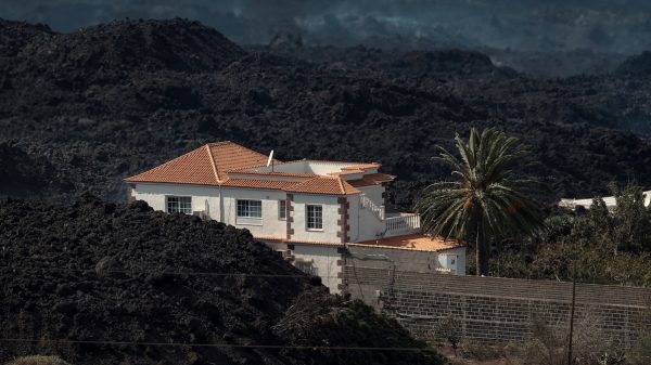 Eerste beelden opgedoken van geredde honden La Palma