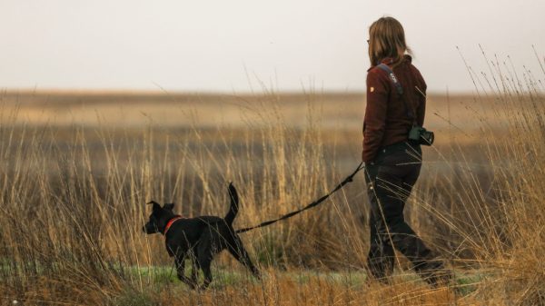 Grote hond valt wandelende vrouw aan, baasje loopt door