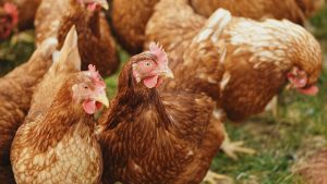 Thumbnail voor Nationale ophokplicht voor pluimvee vanwege vogelgriep