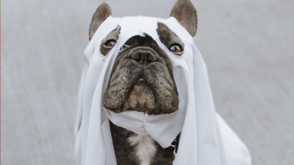 horror Films Halloween op tv Unsplash