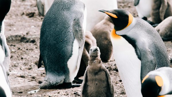 Pinguïn-babyboom in Diergaarde Blijdorp: 'Voor het eerst vier jongen'