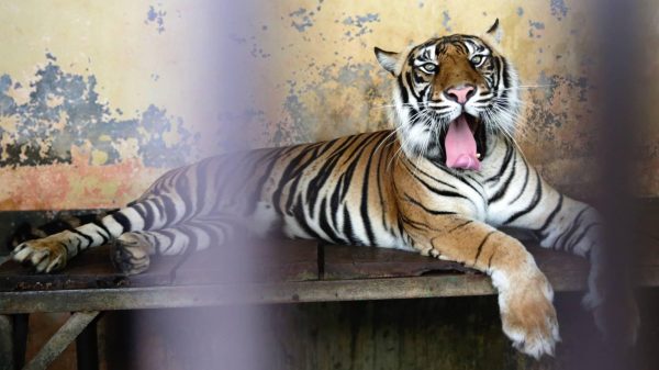 Netflix lanceert trailer tweede seizoen hitserie Tiger King