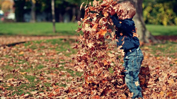 Hark of bladblazer niet nodig: herfstbladeren zijn goed voor de tuin