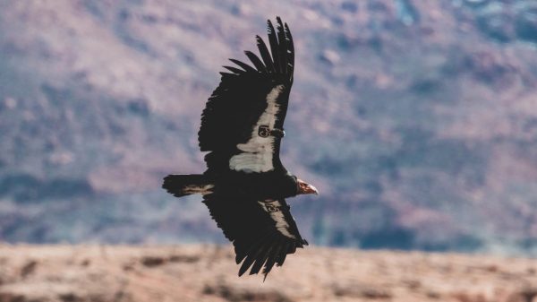 Californische condors kunnen zich voortplanten zonder partner, ontdekt onderzoek