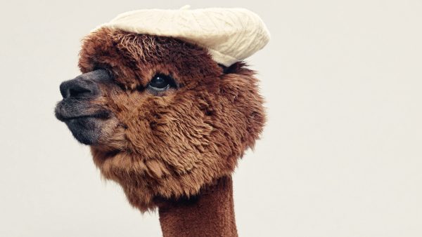 Dit zijn dé sjaals, mutsen en wanten van dit seizoen volgens deze 3 alpaca's