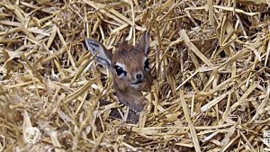 Thumbnail voor Moet je even zien: dikdik geboren in Safaripark Beekse Bergen