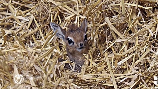 Dikdik geboren in Safaripark Beekse Bergen