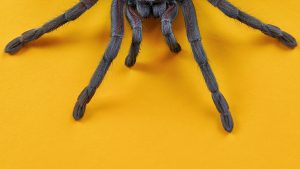 Thumbnail voor Bang voor spinnen, vliegen of de tandarts? Dan heb je een grotere kans op depressie