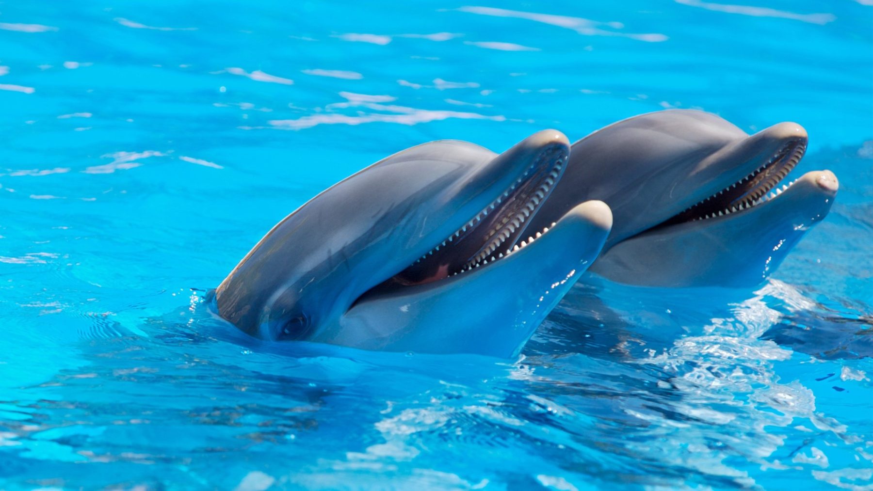 Rechter houdt verhuizing dolfijnen Dolfinarium naar China tegen