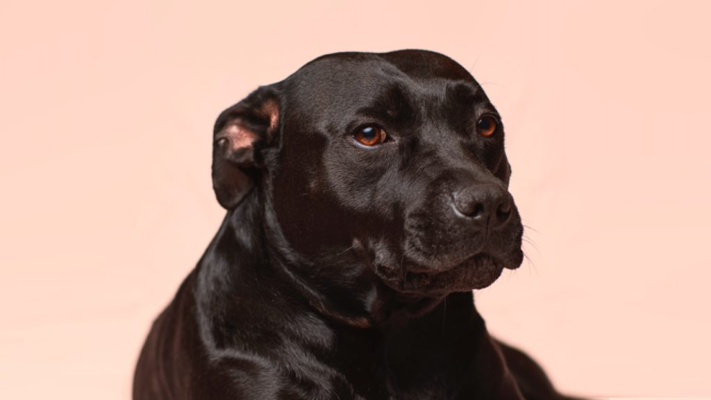 hond-ongedeerd-teruggevonden-fatale-aanrijding-baasje